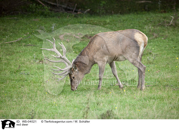Rotwild / red deer / WS-04021