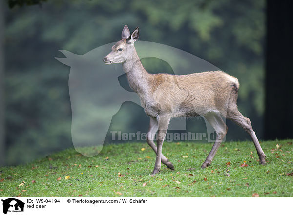 Rotwild / red deer / WS-04194