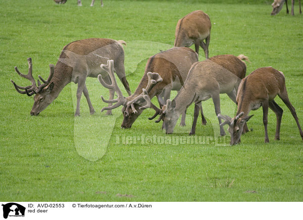Rotwild / red deer / AVD-02553