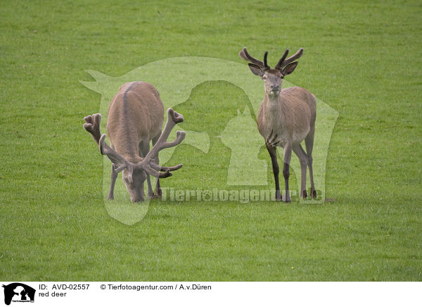 Rotwild / red deer / AVD-02557