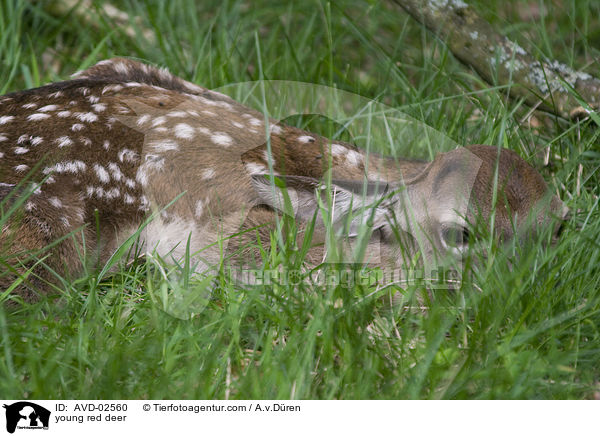 Rotwild Kitz / young red deer / AVD-02560