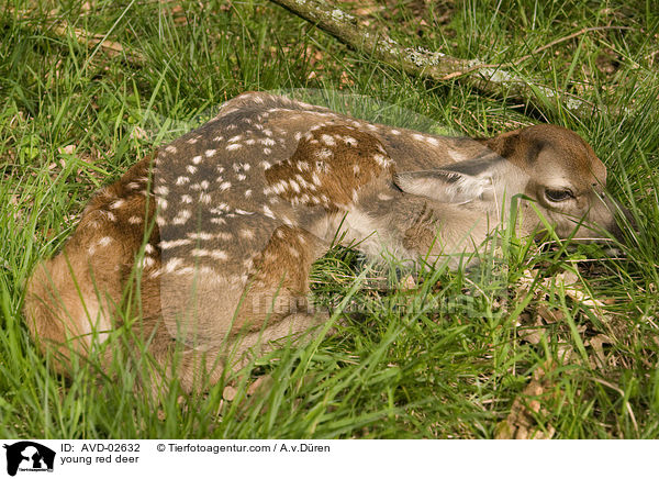 Rotwild Kitz / young red deer / AVD-02632