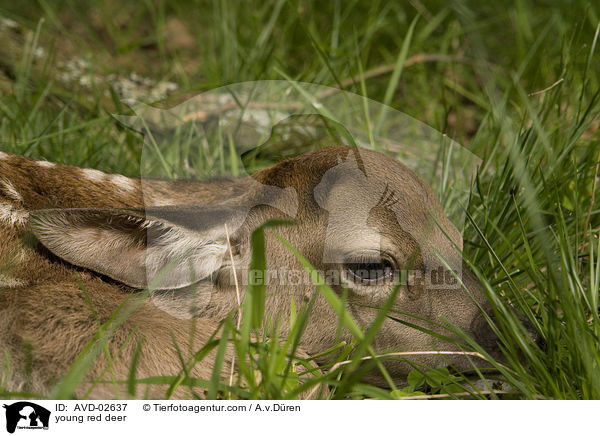 Rotwild Kitz / young red deer / AVD-02637