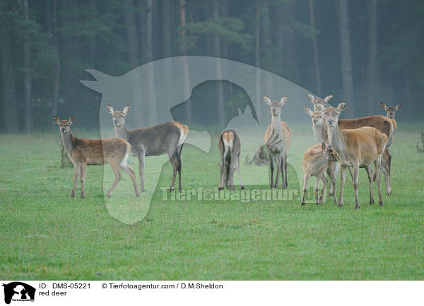 Rotwild / red deer / DMS-05221