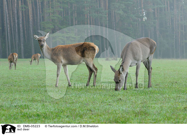 Rotwild / red deer / DMS-05223