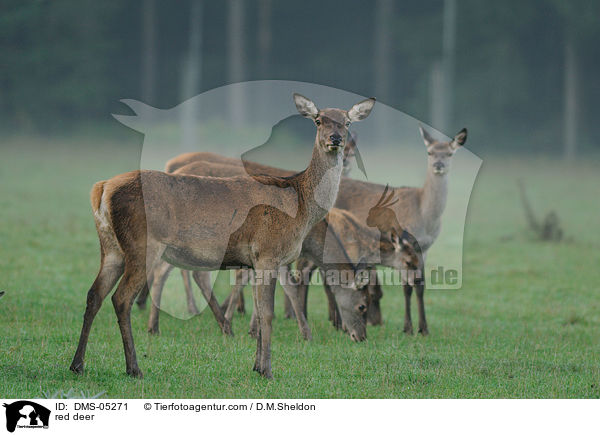 Rotwild / red deer / DMS-05271