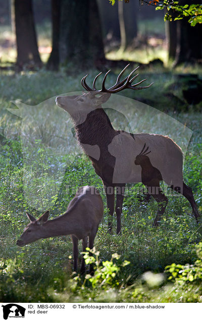 Rotwild / red deer / MBS-06932