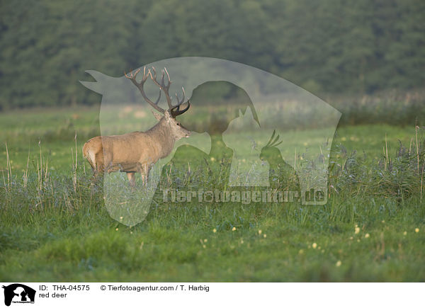 Rotwild / red deer / THA-04575