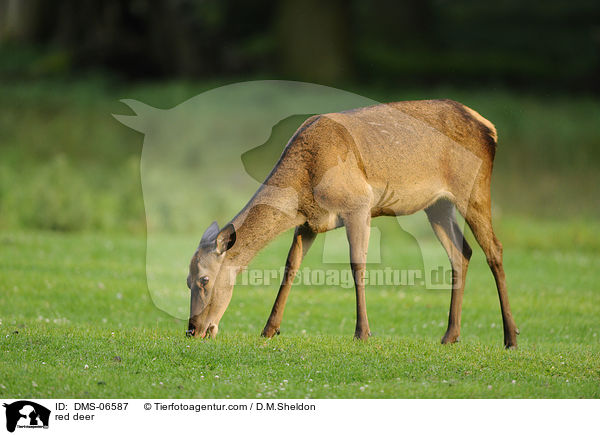 Rotwild / red deer / DMS-06587