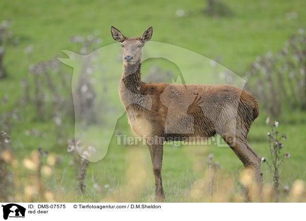 Rotwild / red deer / DMS-07575