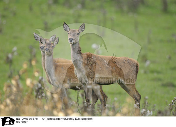 Rotwild / red deer / DMS-07576