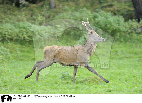 Rotwild / red deer / DMS-07593
