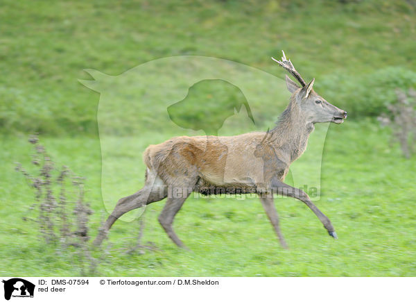 Rotwild / red deer / DMS-07594
