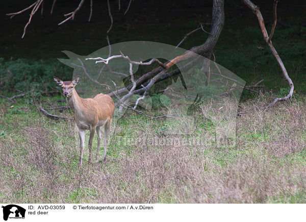 Rotwild / red deer / AVD-03059