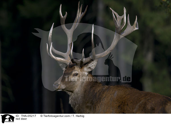 red deer / THA-05217
