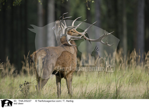 Rotwild / red deer / THA-05227