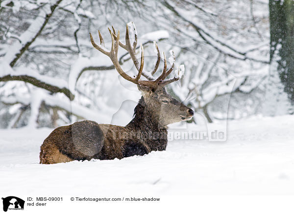 Rotwild / red deer / MBS-09001