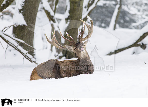 Rotwild / red deer / MBS-09004