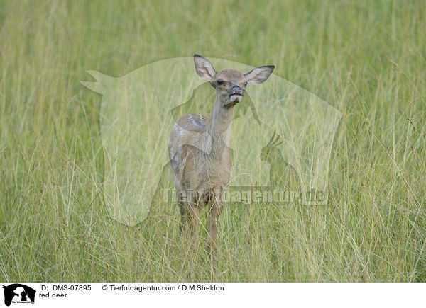 Rotwild / red deer / DMS-07895