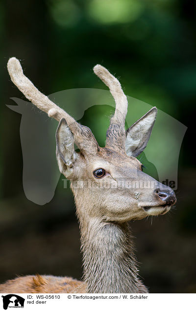 Rotwild / red deer / WS-05610