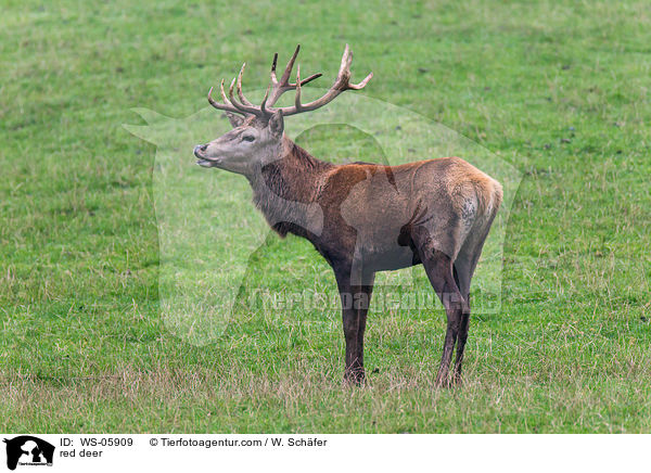 Hirschbock / red deer / WS-05909