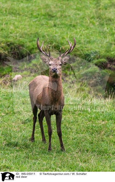 Hirschbock / red deer / WS-05911