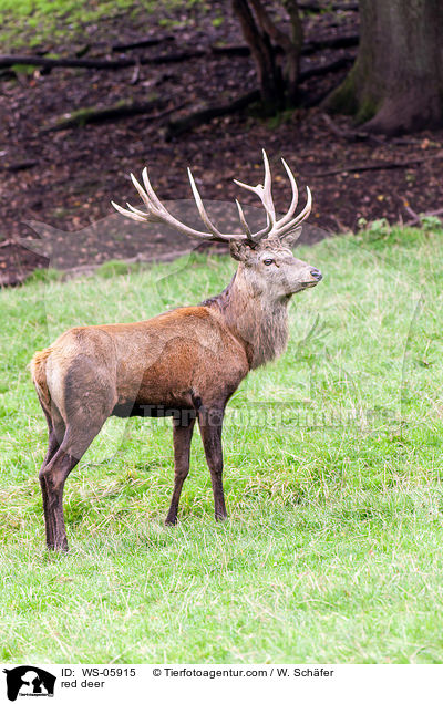 Hirschbock / red deer / WS-05915