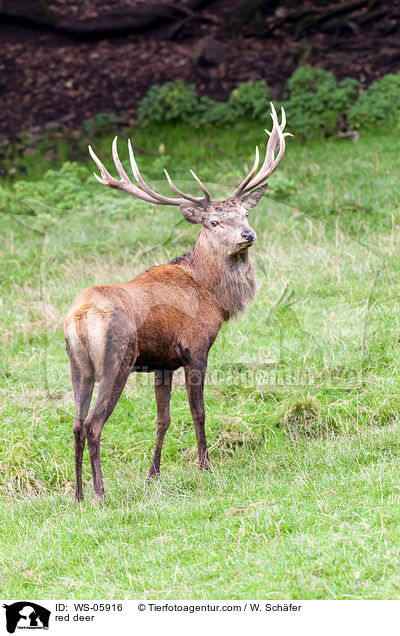 Hirschbock / red deer / WS-05916