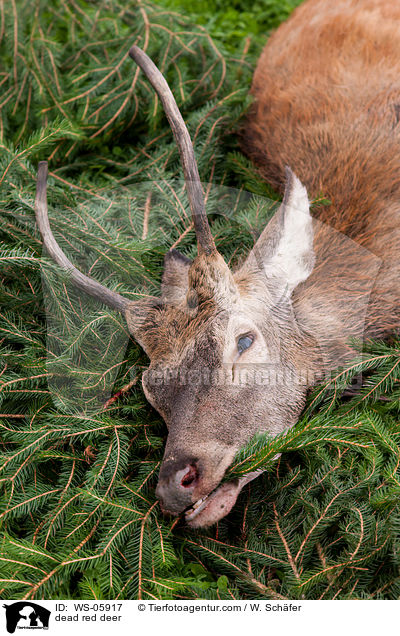 toter Hirschbock / dead red deer / WS-05917