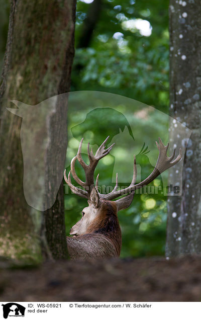 Hirschbock / red deer / WS-05921