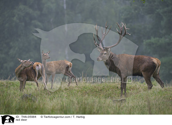Rotwild / red deer / THA-05984