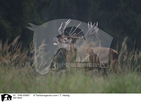 Rotwild / red deer / THA-05987