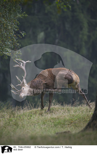 Rotwild / red deer / THA-05992