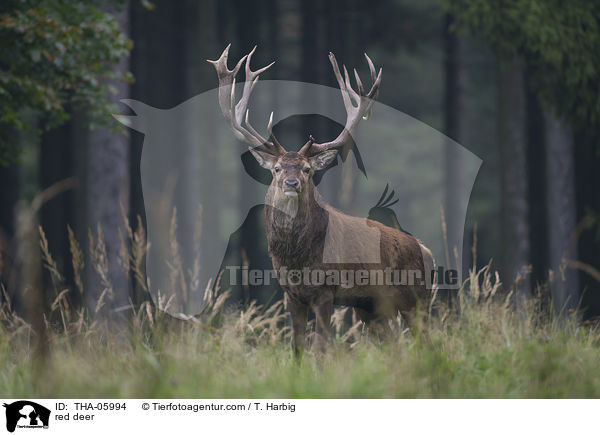Rotwild / red deer / THA-05994