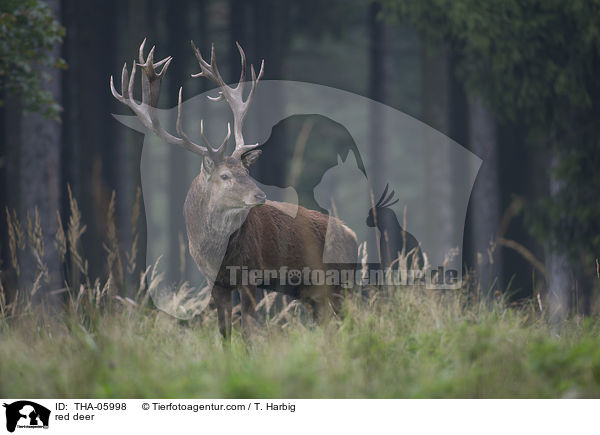 Rotwild / red deer / THA-05998