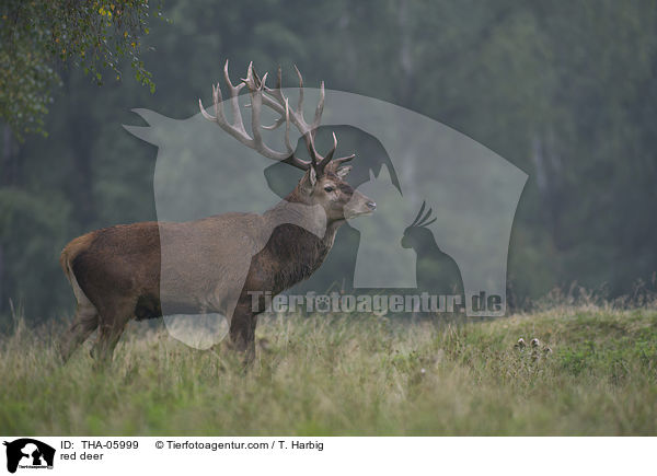 Rotwild / red deer / THA-05999