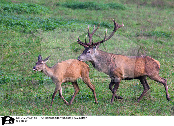 Rotwild / red deer / AVD-03458