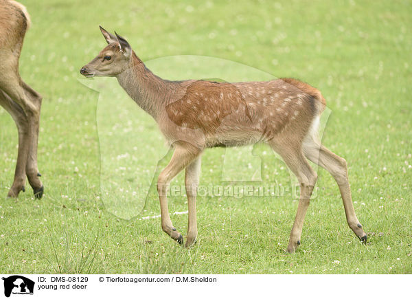 junges Rotwild / young red deer / DMS-08129