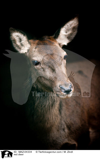 Rotwild / red deer / MAZ-04334