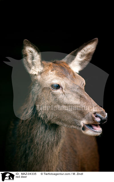 Rotwild / red deer / MAZ-04335