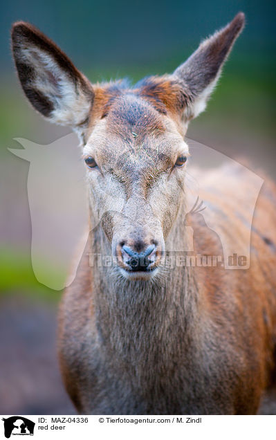 Rotwild / red deer / MAZ-04336