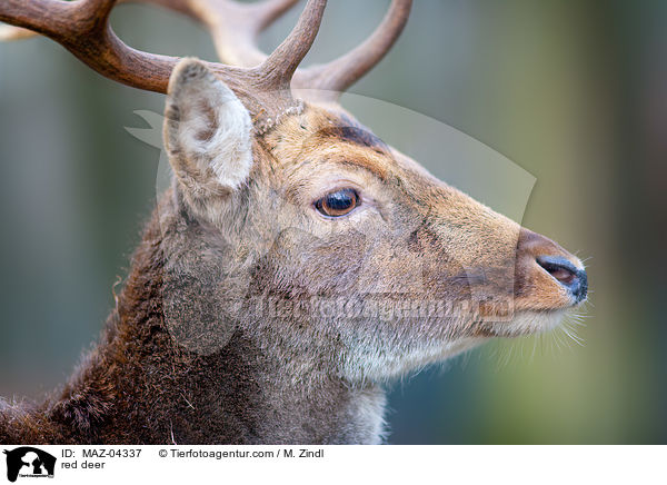 Rotwild / red deer / MAZ-04337