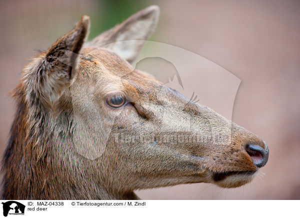 Rotwild / red deer / MAZ-04338
