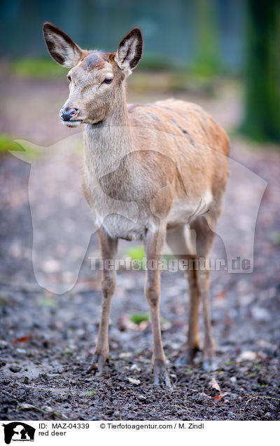 Rotwild / red deer / MAZ-04339