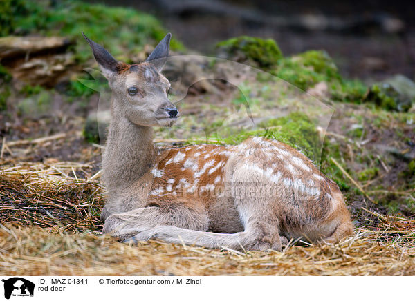 Rotwild / red deer / MAZ-04341