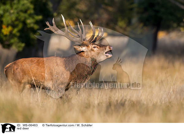 Rotwild / red deer / WS-06463