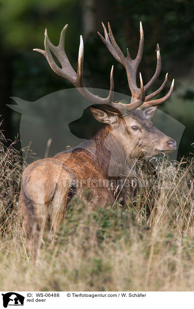 Rotwild / red deer / WS-06488