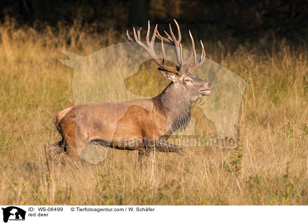 Rotwild / red deer / WS-06499