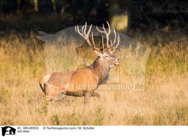 Rotwild / red deer / WS-06503