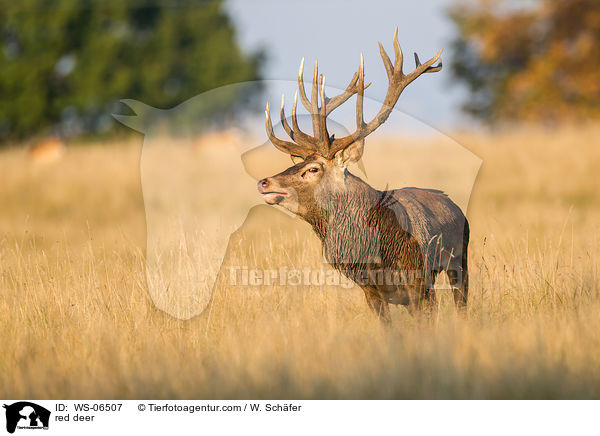 Rotwild / red deer / WS-06507